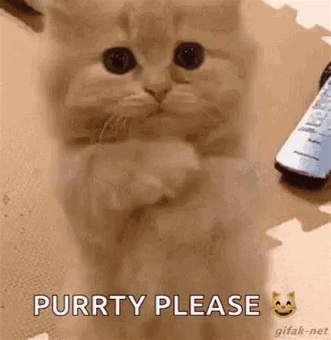 pretty please gif|cute please gifs.